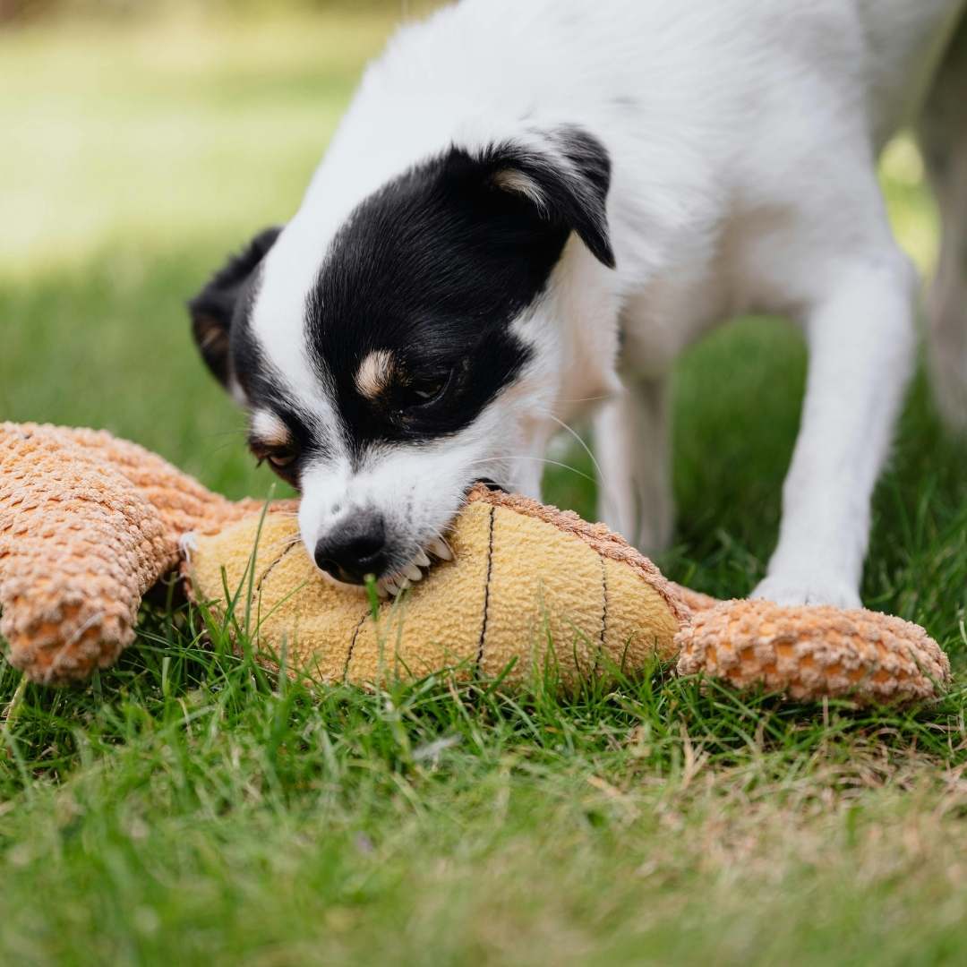Toys & Chews