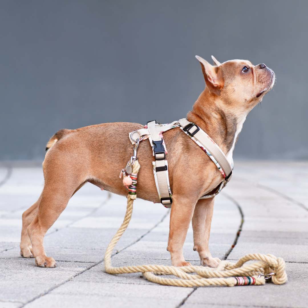 Leashes, Collars, & Harnesses