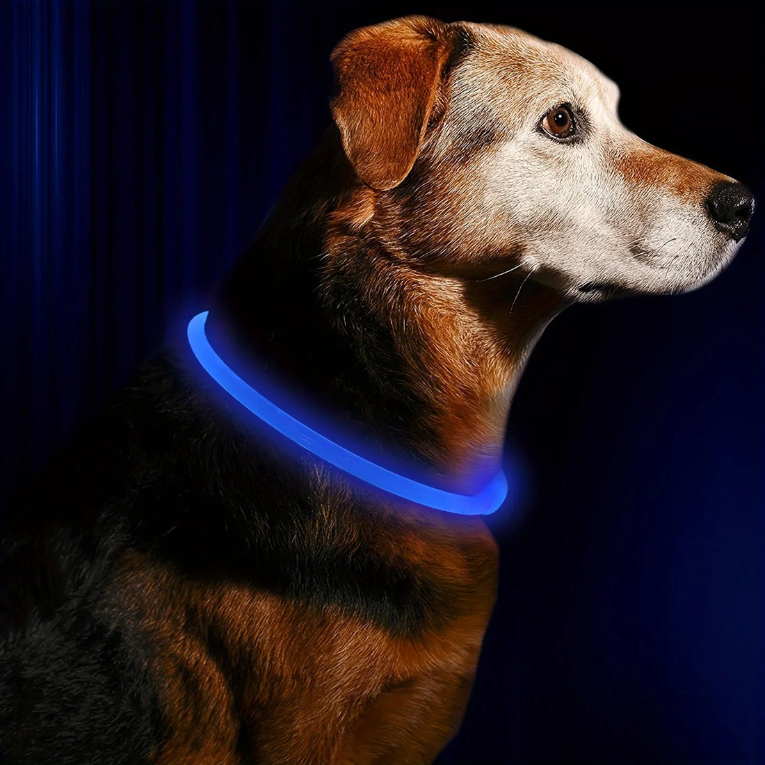 LED Light Dog Collar USB Rechargeable Luminous Safety