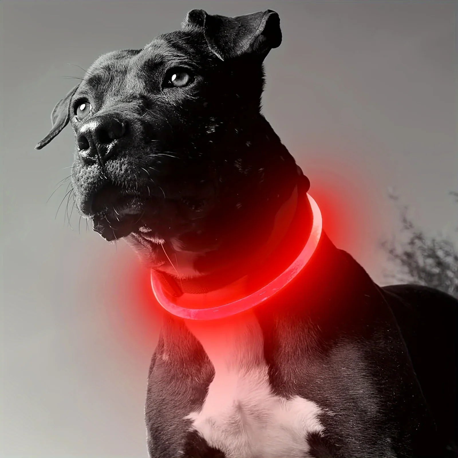 LED Light Dog Collar USB Rechargeable Luminous Safety