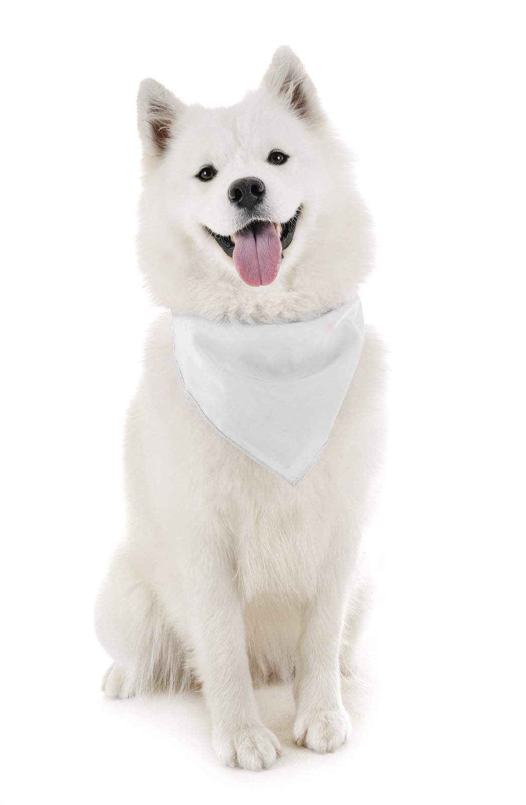 Dog Solid Bandanas Four Piece Triangle Bibs