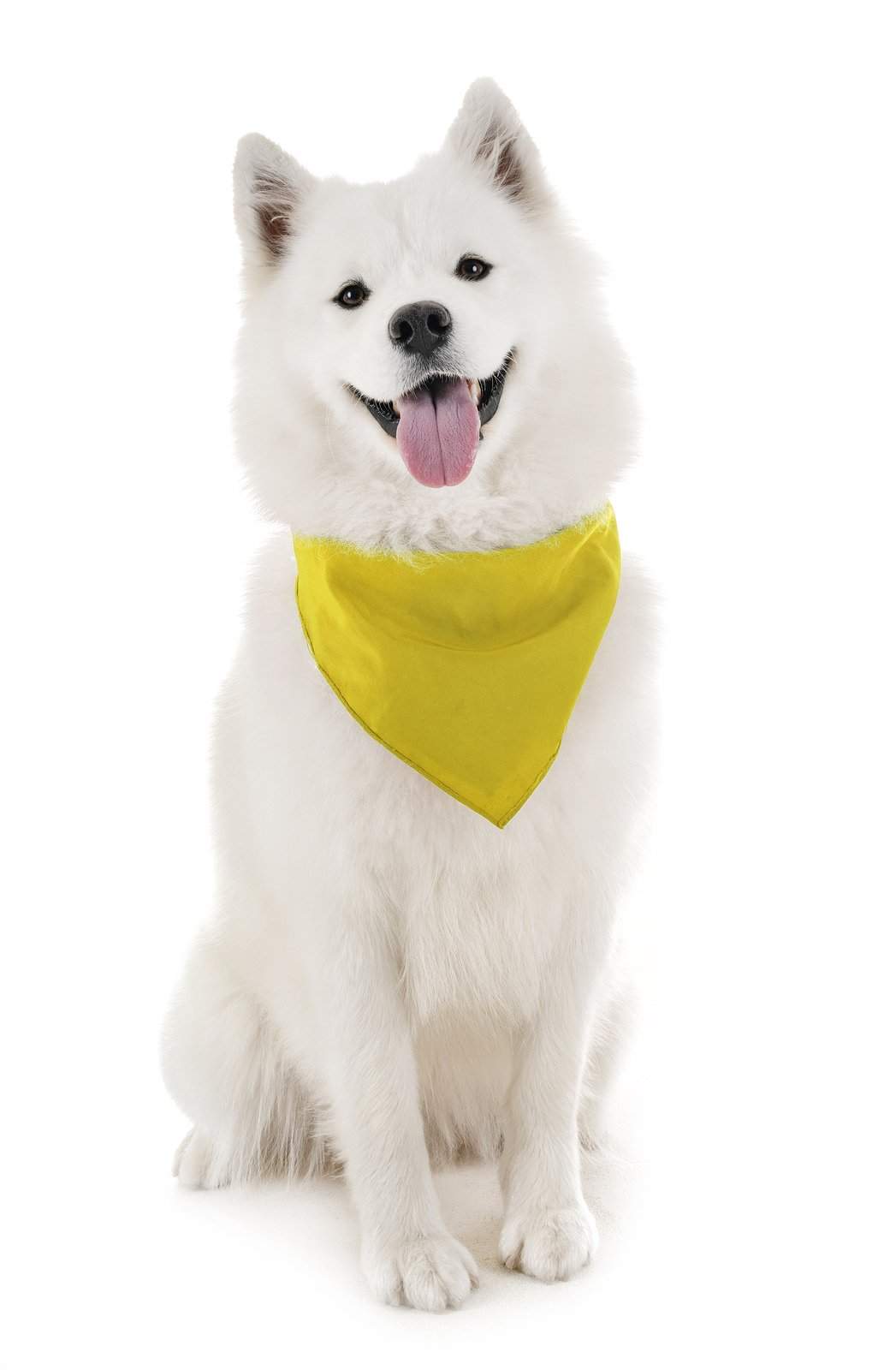 Dog Solid Bandanas Four Piece Triangle Bibs