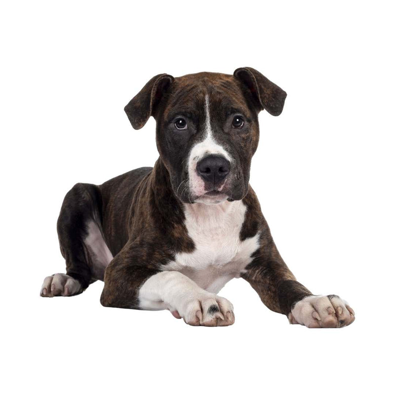 A brindle and white pitbull-type dog lying down and looking directly at the camera against a solid white background.