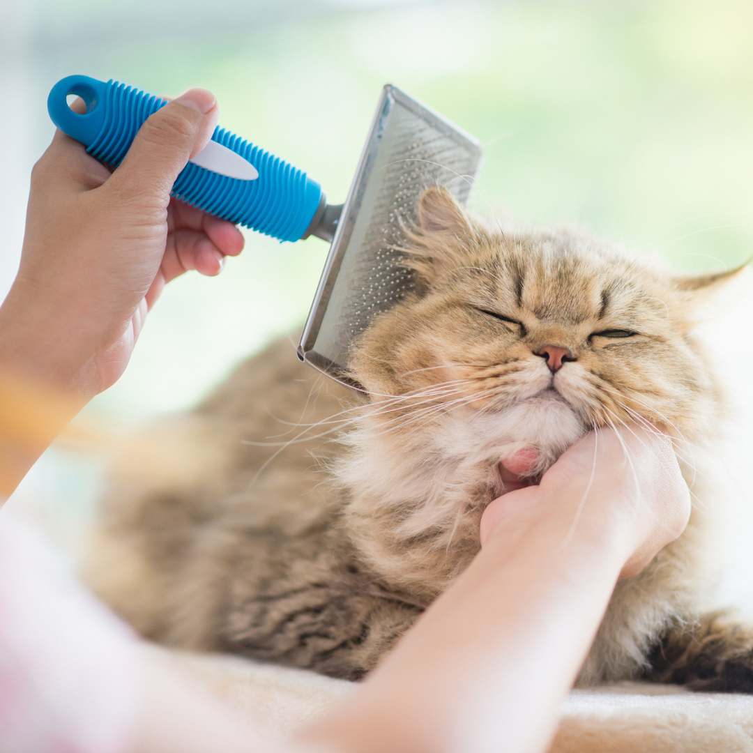 A fluffy brown tabby cat is being brushed with a blue-handled metal grooming brush while a person gently holds its chin. The scene is brightly lit with a soft, blurred background.