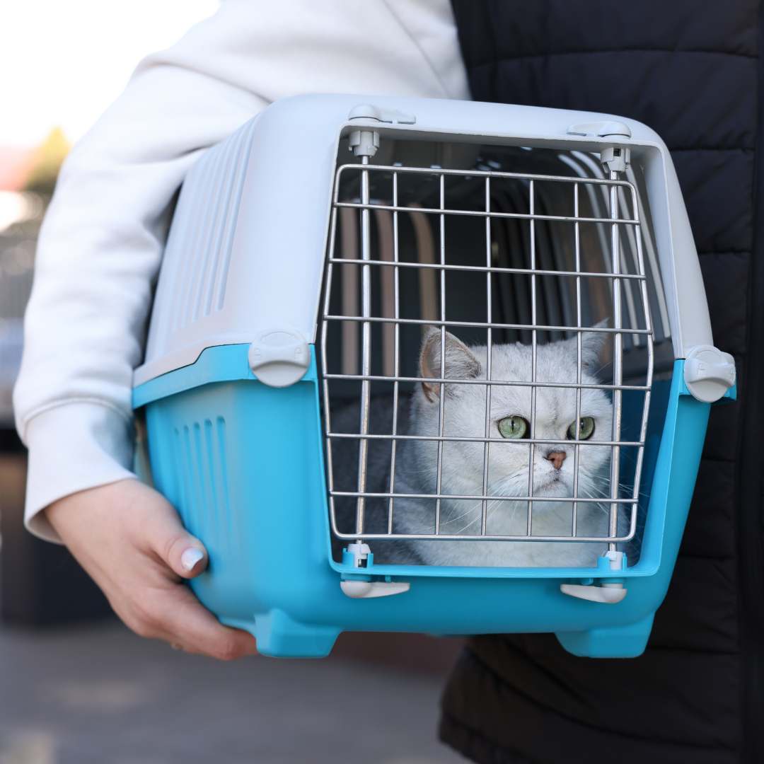 A white cat with green eyes sits inside a blue and white plastic pet carrier with a metal wire door, held by a person wearing a white sweatshirt and a black puffer jacket.