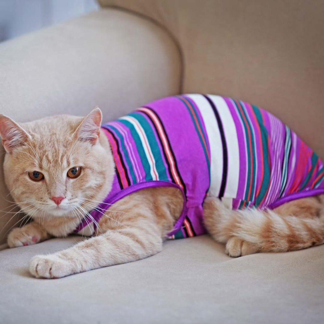 An orange tabby cat lying on a beige sofa, wearing a colorful striped pet shirt with purple, pink, white, teal, and green stripes.