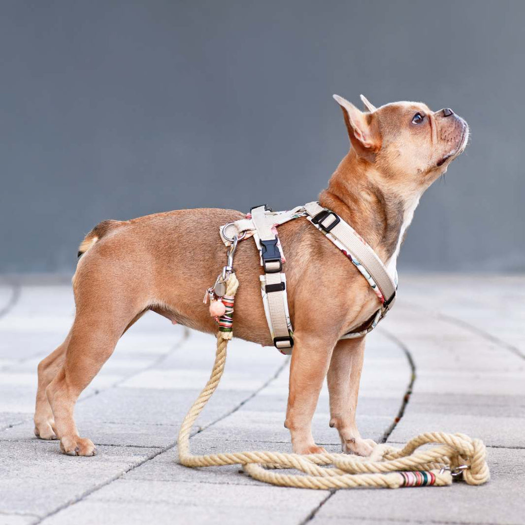 A small tan French Bulldog stands on a light stone surface wearing a beige harness with colorful patterned accents and a matching rope leash, photographed against a soft gray background.