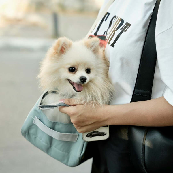 A fluffy cream Pomeranian dog sits in a light blue pet carrier pouch worn across a person's chest. The person is wearing a white t-shirt and a black shoulder bag, photographed outdoors with a blurred background.