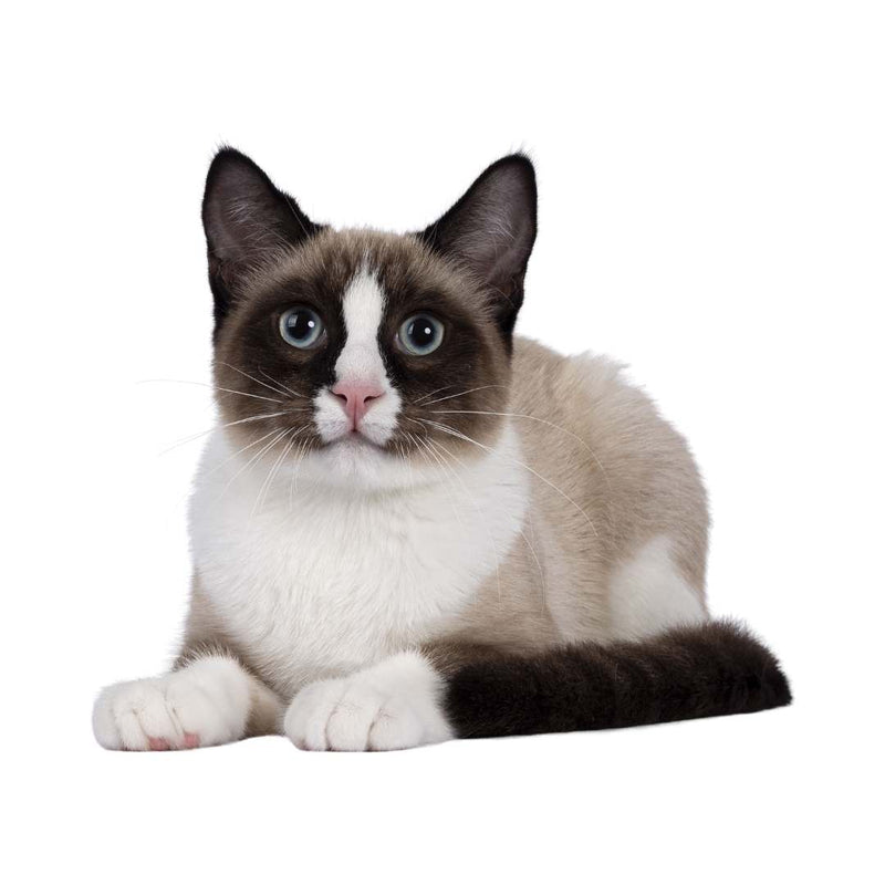 A fluffy cat with a cream and dark brown colorpoint pattern lies down on a solid white background, looking directly at the camera with wide blue-green eyes.