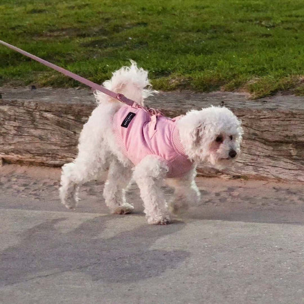 A small white dog wearing a pink harness and matching pink leash walks on a paved path outdoors near grass.