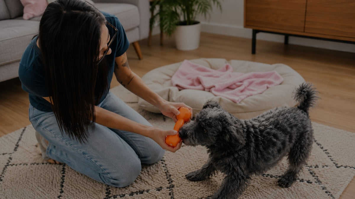 A woman kneels on a patterned rug in a living room, holding orange tug toys for a small gray curly-haired dog. A beige pet bed with a pink blanket is in the background.